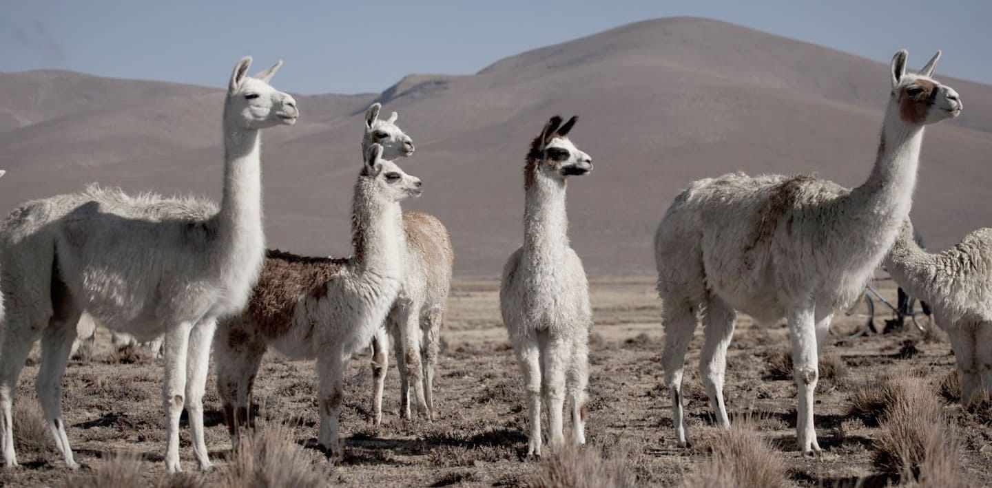 Llamas y alpacas en el Altiplano Peruano, fotografiadas durante la parada turística en Patahuasi, en el trayecto de Puno a Chivay.