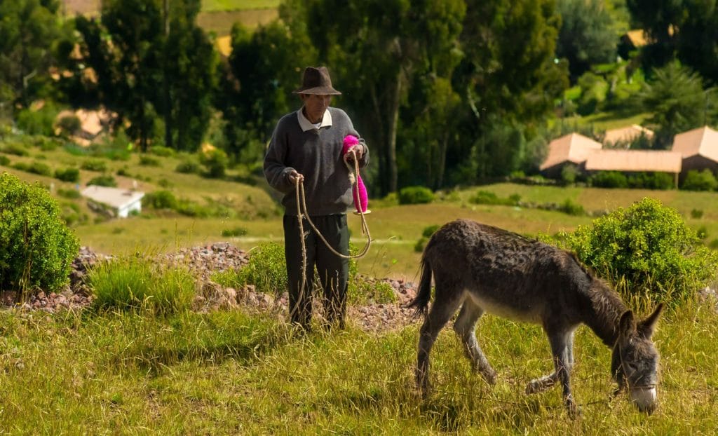 Lugareño de Amantaní pastoreando su burro e hilando materiales, con el altiplano reverdecido, típico de la época de verano en la región.
