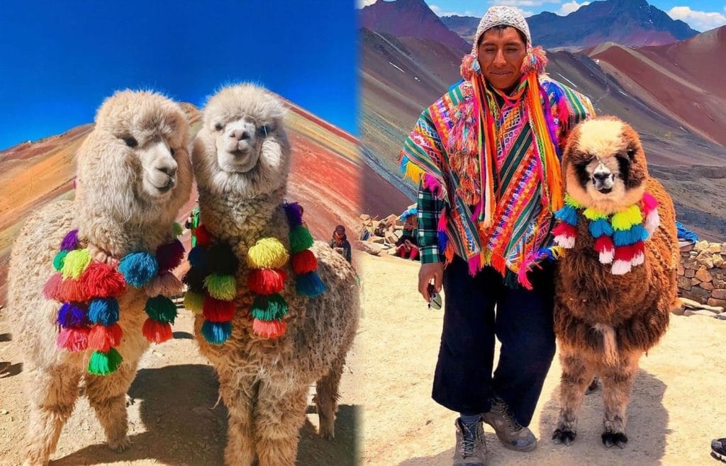 Collage de la cima de Vinicunca: a la izquierda, dos alpacas decoradas con collares de colores; a la derecha, un nativo andino posa con su alpaca, frente a la Montaña de Siete Colores.
