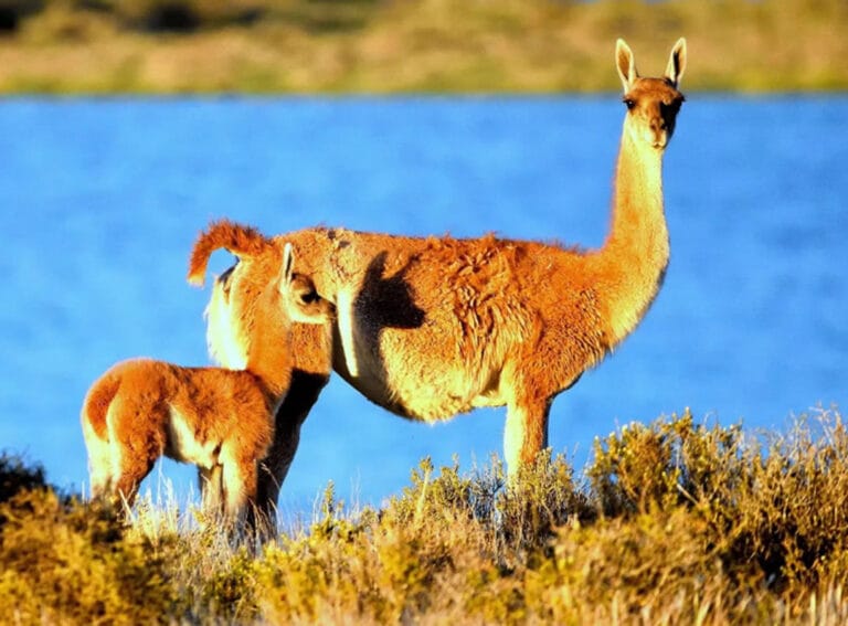 Los verdaderos dueños del altiplano puneño: guardianes silenciosos de los andes